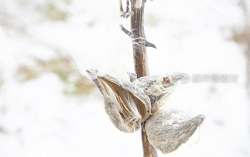 乳草(Asclepias syriaca)豆荚在冬天接近